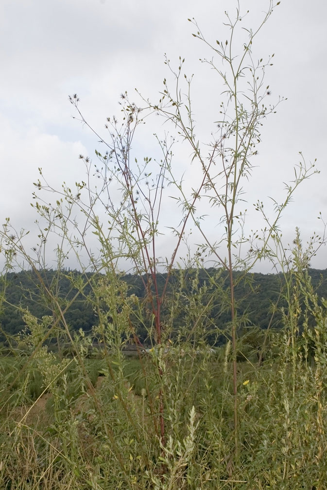 Bidens bipinnata / Forbicina bipennata